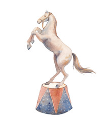 Watercolor circus horse illustration. Hand painted trained animal isolated on white background.