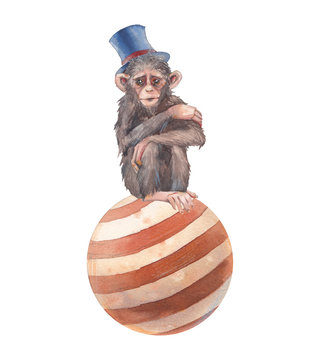 Watercolor circus monkey illustration. Hand painted chimpanzee on ball isolated on white background.