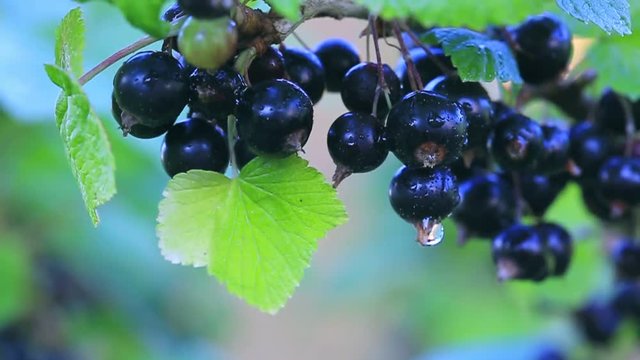 Black currant berries on a branch in summer garden.