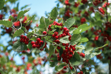 Red berries of crataegus monogyna, known as hawthorn on green bush