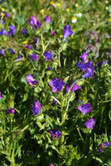 Close-up of Viper's Bugloss Flowers, Blueweed, Echium Vulgare, Nature, Macro
