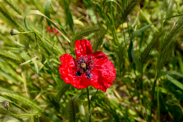 The red poppy (Papaver rhoeas) with buds in the sunlight