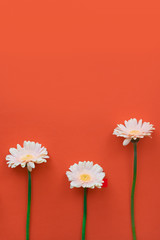 Beautiful Spring  Flower Gerber on colored background. Stylish flat lay.