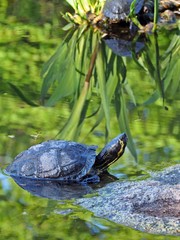 Fototapeta premium Schildkröte in einem Teich