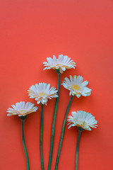 Gerbera on orange background as a symbol of spring and summer with space for text