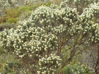 Anthyllis barba-jovis. Arbuste d'argent ou barbe de Jupiter aux fleurs jaunes en extrêmité de...
