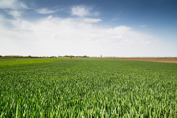 green wheat field and blue sky
