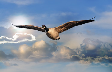Canada Goose Flying Over Clouds with the sun at wing tip