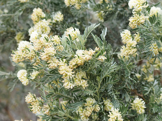 Anthyllis barba-jovis. Arbuste d'argent ou barbe de Jupiter aux fleurs jaunes en extrêmité de...