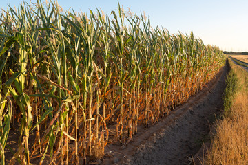 Ausgetrocknetes Maisfeld, gezeichnet durch die enorme Hitze und Trockenheit des Jahrhundertsommers