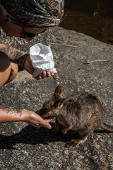 junge Frau mit Kopftuch füttert ein einzelnes Wallaby aus der Hand in Australien