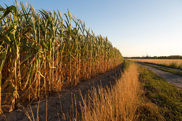 Ausgetrocknetes Maisfeld, gezeichnet durch die enorme Hitze und Trockenheit des Jahrhundertsommers