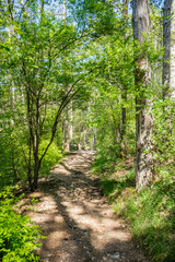 path in green forest