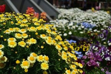 花(flower)