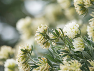 Anthyllis barba-jovis. Arbuste d'argent ou barbe de Jupiter aux fleurs jaunes en extrêmité de...