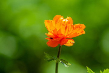 Bright orange  flower on a green background on a Sunny day.