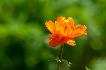 Bright orange  flower on a green background on a Sunny day.