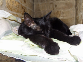 Black cat sleeping on the stove in the house.