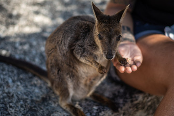 einzelnes Wallaby wird aus der Hand gefüttert