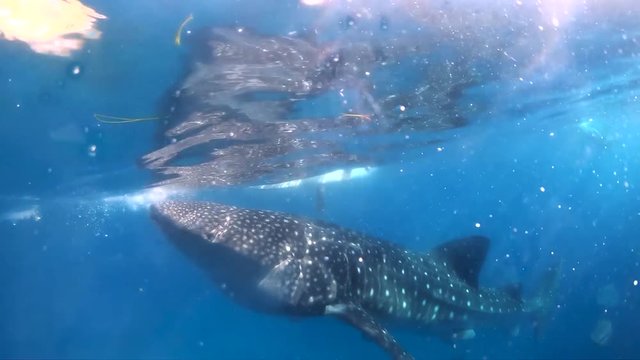 Diving with whale sharks underwater