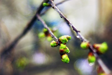 berries of barberry