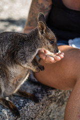 einzelnes Wallaby wird aus der Hand gefüttert