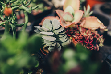 Various at flower market