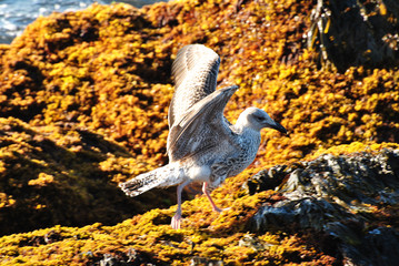 Seagull on a Beautiful Rocky Shore Line in York, Maine, USA 