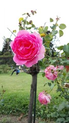 rosa
