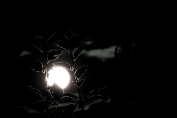 Moon shinhing trough leaves