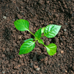 sweet bell Pepper seedlings, young plants on a vegetable garden bed.