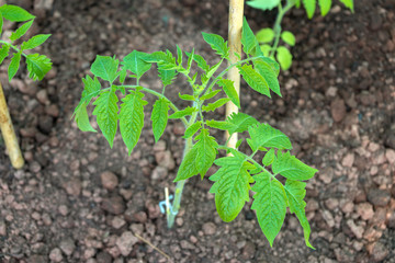 young plants of Growing tomatoes on vegetable bed in garden.