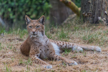 Fototapeta premium Tierpark Wismar
