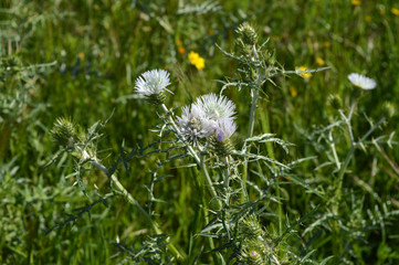 Close-up of Wild Thistle Blossom, Plumeless Thistles, Carduus, Nature, Macro