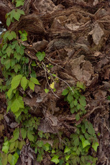 Building wall textured