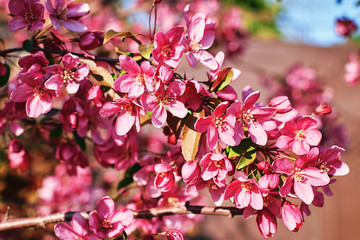 Fototapeta premium Branch with many colorful pink flowers of a fruit tree on a blurred pink background on a sunny day close-up.