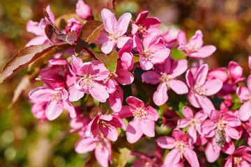 Fototapeta premium Colorful, large pink flowers of the fruit tree on a blurry green-orange background on a bright day close-up.