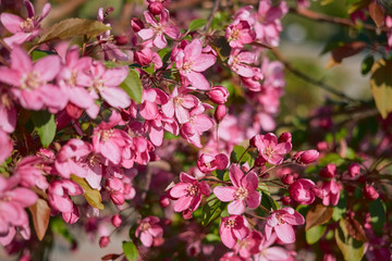 Delicate, large pink flowers of the fruit tree on a blurred background on a bright day close-up.