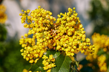 Beautiful yellow inflorescences on a blurred grayish green background on a bright day close-up.