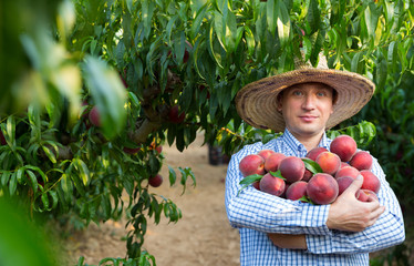 Man horticulturist in hat holding  stack of tasty peaches in garden