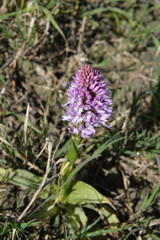 Close-up of a Pyramidal Orchid, Anacamptis Pyramidalis, Nature, Macro