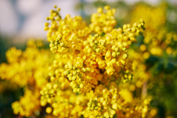 Blurred background of yellow inflorescences on a bright sunny day close up.