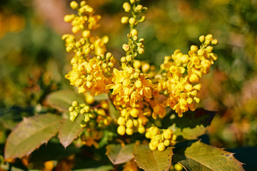Fototapeta premium Beautiful yellow inflorescences on a blurred green background on a bright day close up.