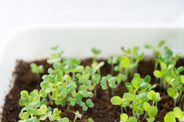 レタスの発芽
