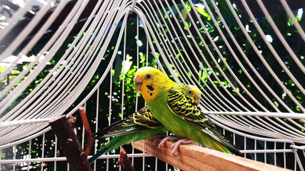 Bird CATITA AUSTRALIANA