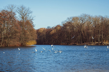 White seagulls. Blue green nature background. Bird: Mediterranean gull. Summer background, forest lake,ecology