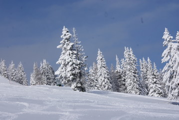Fototapeta na wymiar Schnee Tanne