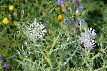 Close-up of Wild Thistle Blossom, Plumeless Thistles, Carduus, Nature, Macro