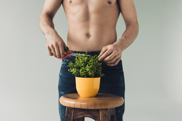 Partial view of man in jeans cutting green plant with scissors isolated on grey