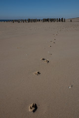 dogs traces in the sand